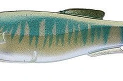 Megabass Magdraft Swimbait 6" 14 Megabass Magdraft Swimbait 6