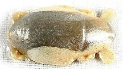 Berkley Gulp! Sand Crab Flea 1 Inch 12 Pack 1 Berkley Gulp! Sand Crab Flea 1 Inch 12 Pack